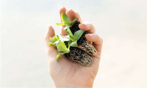 Tetrasodium Iminodisuccinate: A Versatile Chelating Agent for Effective Soil Remediation