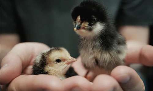 Tetrasodium Iminodisuccinate: A Potential Additive for Animal Feed to Promote Poultry Growth