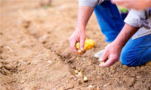 Revolutionary Fertilizer Synergist: Polyaspartic Acid (PASP)