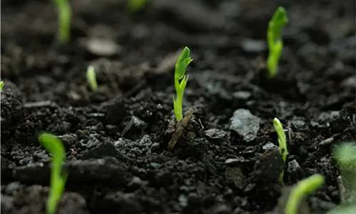 PolyAspartic Acid (PASP): A Powerful Fertilizer Synergy Booster