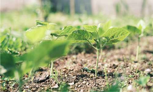 5 Application of Polyaspartic Acid in Agriculture