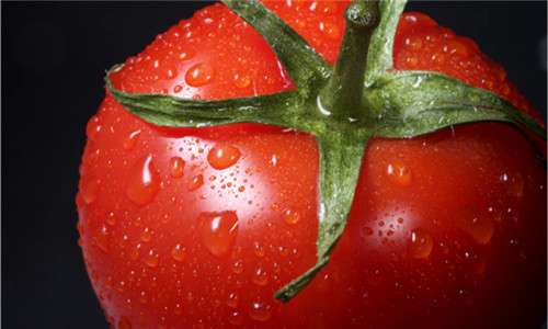 Polyaspartic Acid(pASP) Enhances Mineral Absorption and Transport in Tomato Seedlings Under Copper and Cadmium Stress
