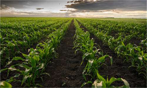Polyaspartic Acid (PASP), have emerged as promising solutions. Controlled-release fertilizers are designed to release nutrients gradually over time, matching the nutrient uptake patterns of crops, while PASP acts as a synergist, enhancing nutrient availability and uptake.