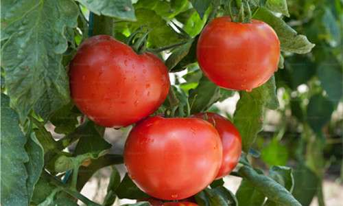 Polyaspartic acid (PASP) enables plants to continue thriving in suboptimal conditions, making it a powerful tool for managing crop production in polluted environments.