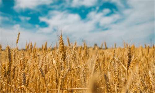 Polyaspartic Acid-Enhanced Urea: Maximizing Wheat Yield and Nitrogen Efficiency with High Molecular Weight Formulations