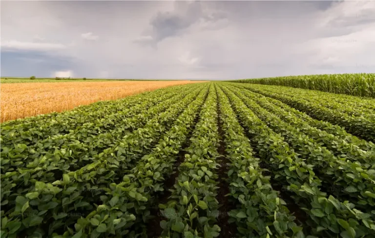 By improving both water retention and fertilizer uptake, Polyglutamic Acid can boost the efficiency of fertilizers