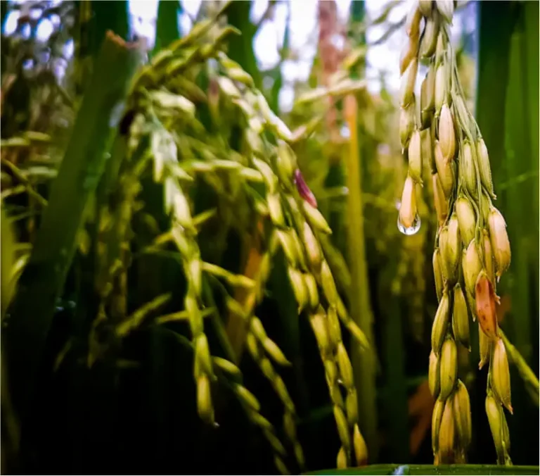 Polyglutamic Acid is revolutionizing the way fertilizers are used in agriculture by offering a sustainable solution to fertilizer waste.