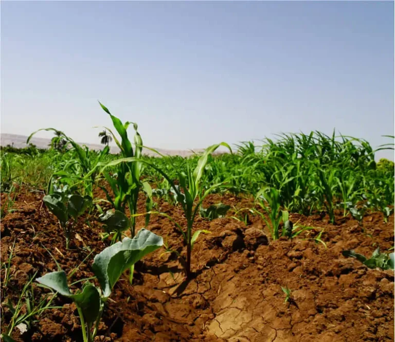Polyglutamic Acid is quickly emerging as a powerful solution for sustainable agriculture.