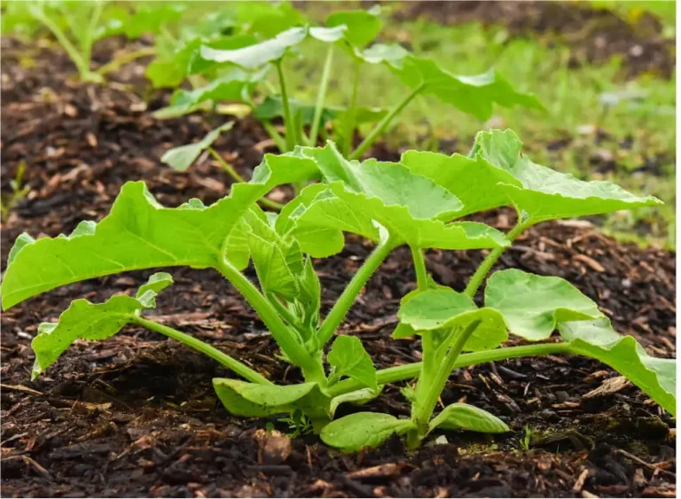 Polyglutamic Acid offers multiple benefits that help crops thrive in harsh environments.