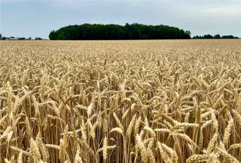 By incorporating Polyglutamic Acid into farming practices, farmers can ensure that they are not only increasing yields but also promoting a more sustainable, eco-friendly agricultural system