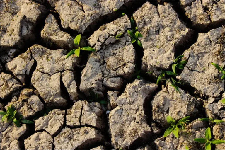 improve soil aggregation with Polyglutamic acid