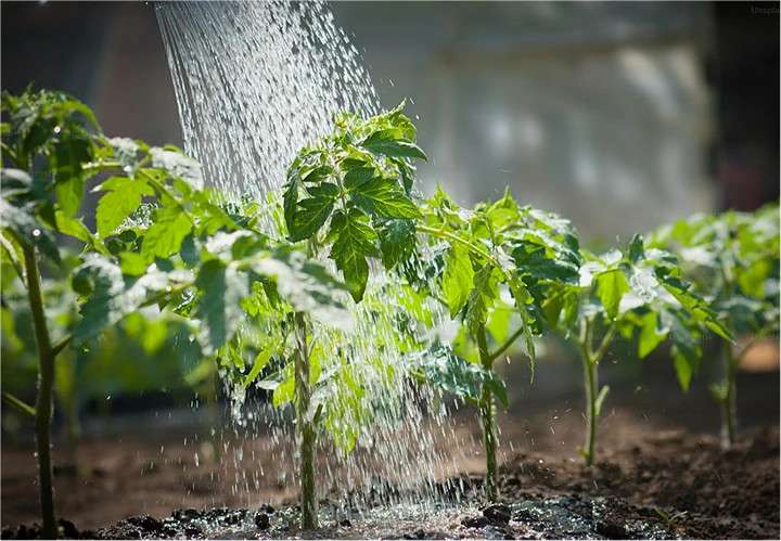 polyglutamic acid improves soil health, boosts water retention, and enhances fertilizer efficiency in sustainable agriculture