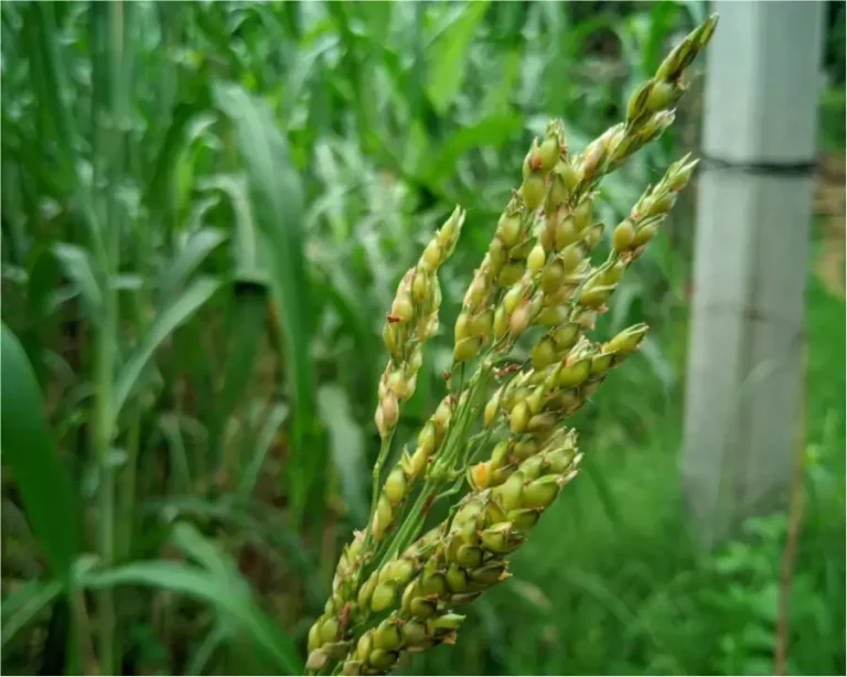 Polyglutamic Acid nutrient retention