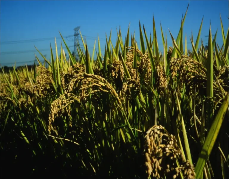 polyglutamic acid agriculture