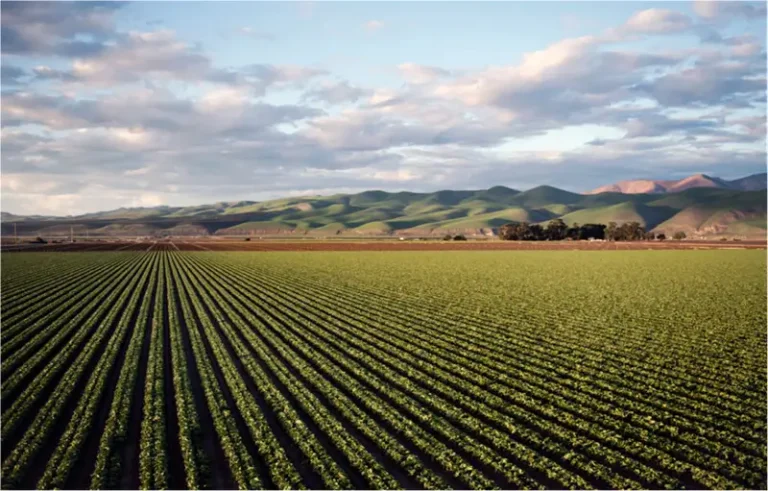 Polyglutamic Acid for water retention and soil stability
