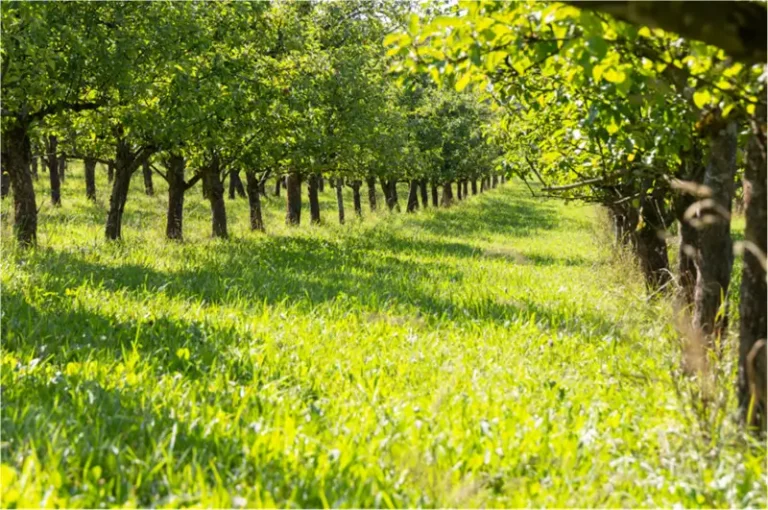 Reducing synthetic fertilizers with Polyglutamic Acid in organic farming