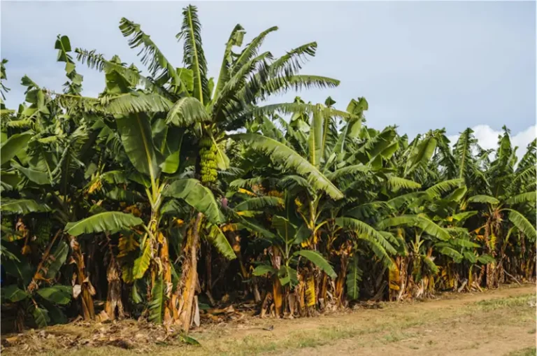 Using polyglutamic acid to reduce NPK application rate without yield loss