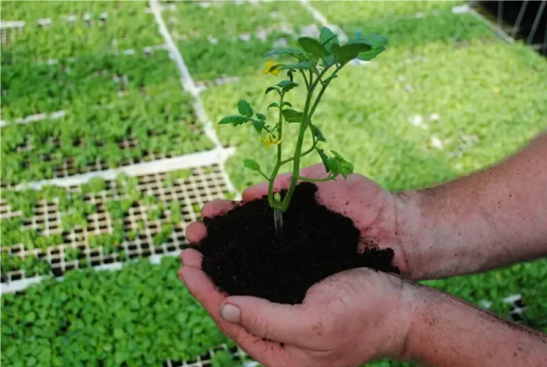 Using polyglutamic acid to enhance water retention in crops