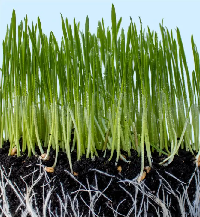 How polyglutamic acid improves zinc, iron, and calcium uptake in crops