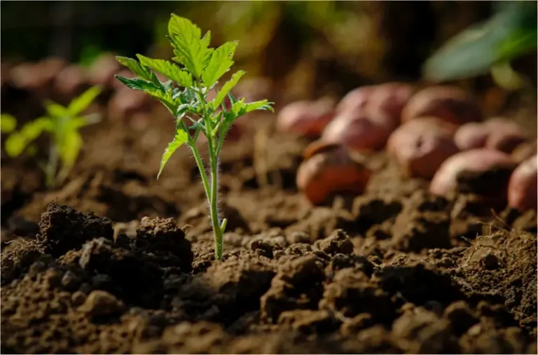 Using polyglutamic acid to reduce fertilizer and irrigation needs