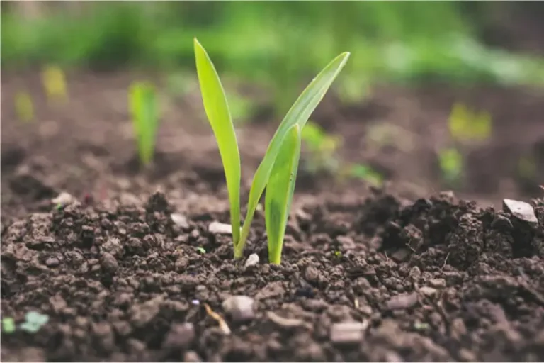 Polysuccinimide in agriculture and fertilizer efficiency