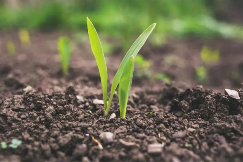 Polysuccinimide in agriculture and fertilizer efficiency