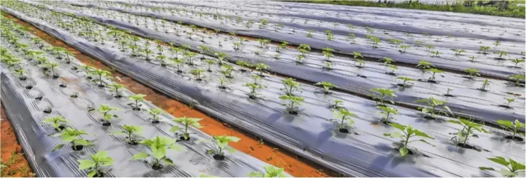 eco-friendly agricultural solutions PBSA